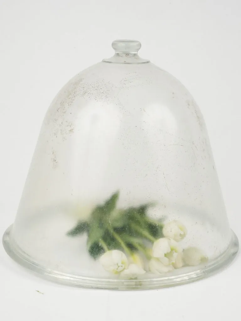 "Cloche à Melon" Early 20th century Glass Dome 15¾"